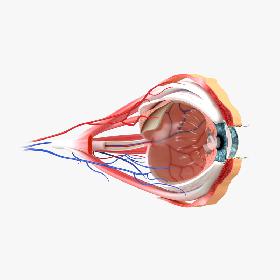 Eye Anatomy Section model